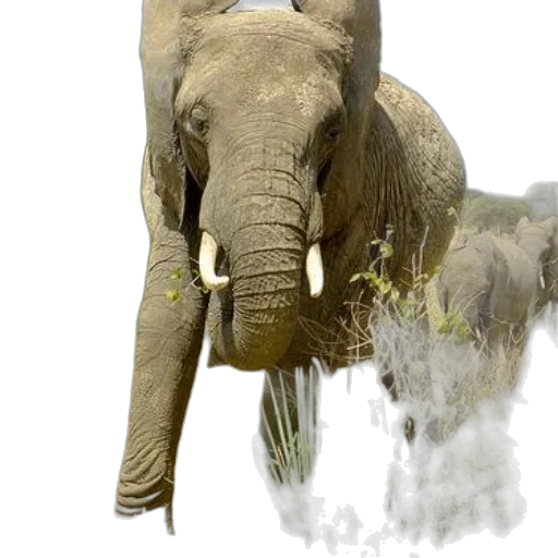 animal, creature, staff, weapon transparent PNG cut-out