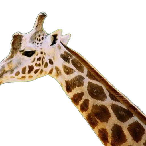 animal, staff, creature, face transparent PNG cut-out