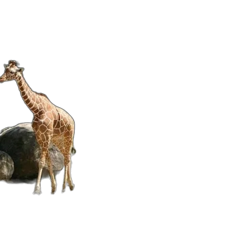 animal, creature, hat, furniture transparent PNG cut-out