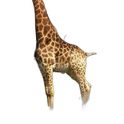 animal, creature, staff, weapon transparent PNG cut-out