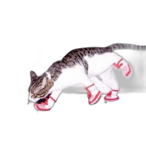 dragon, shoes, creature, animal transparent PNG cut-out