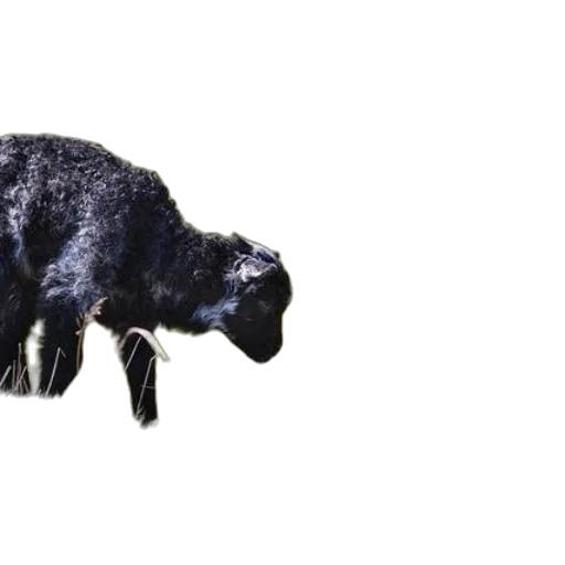 animal, creature, jewelry, hair transparent PNG cut-out