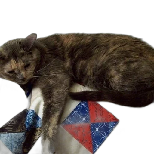 animal, staff, hat, furniture transparent PNG cut-out