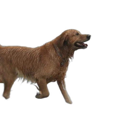 animal, creature, staff, hair transparent PNG cut-out