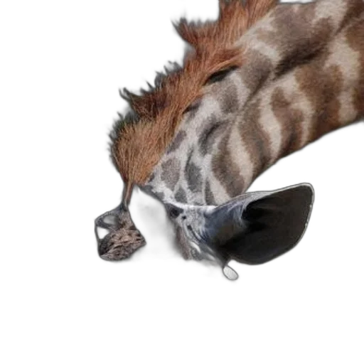 animal, creature, staff, dragon transparent PNG cut-out