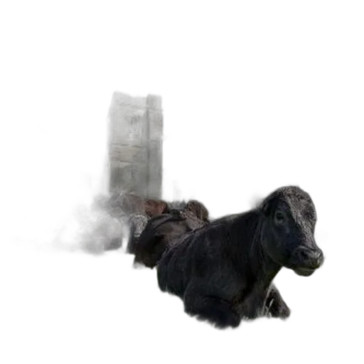 animal, creature, hair, furniture transparent PNG cut-out
