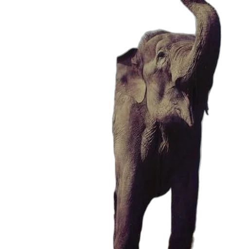 animal, creature, staff, mask transparent PNG cut-out