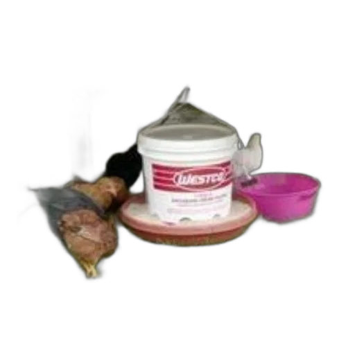 food, chickens, gather, around transparent PNG cut-out