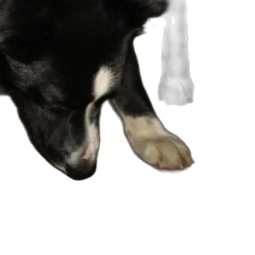 animal, shoes, creature, staff transparent PNG cut-out