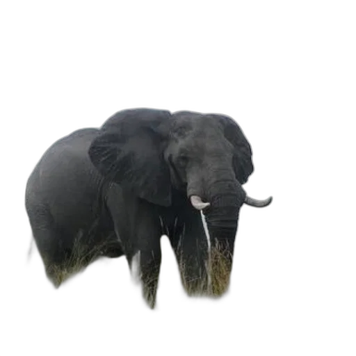animal, creature, hat, staff transparent PNG cut-out