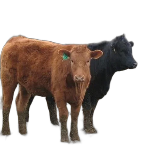 animal, photorealistic, 3d render, two transparent PNG cut-out