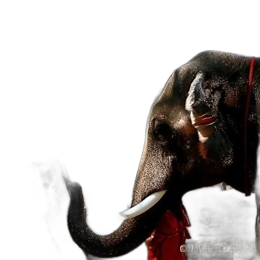 animal, creature, concept art, photorealistic transparent PNG cut-out
