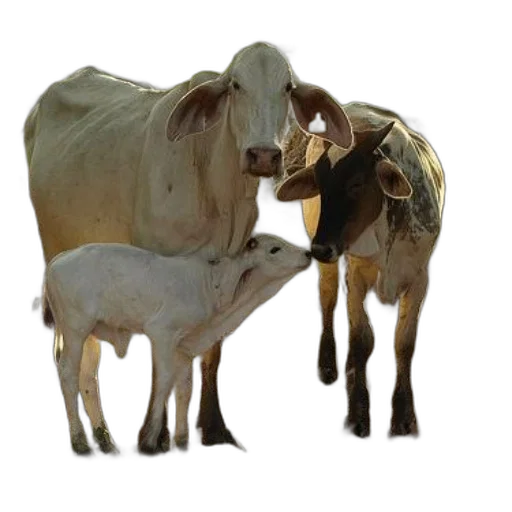 animal, food, creature, jewelry transparent PNG cut-out