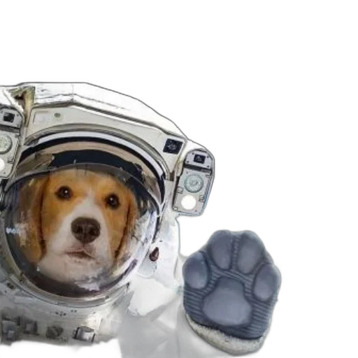 animal, robot, creature, face transparent PNG cut-out