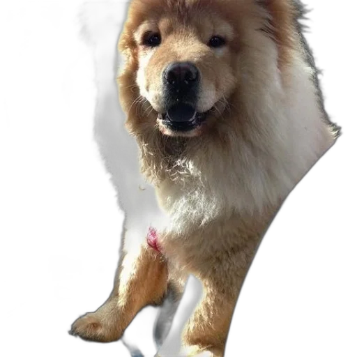 animal, staff, creature, face transparent PNG cut-out