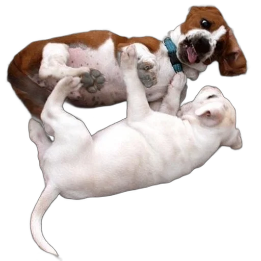 animal, staff, creature, photorealistic transparent PNG cut-out