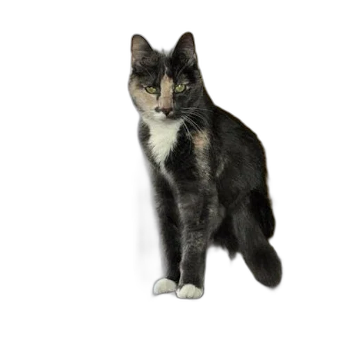 animal, staff, creature, 3d render transparent PNG cut-out