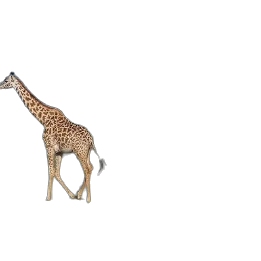 animal, creature, weapon, jewelry transparent PNG cut-out