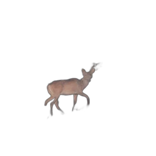 animal, creature, crown, hat transparent PNG cut-out