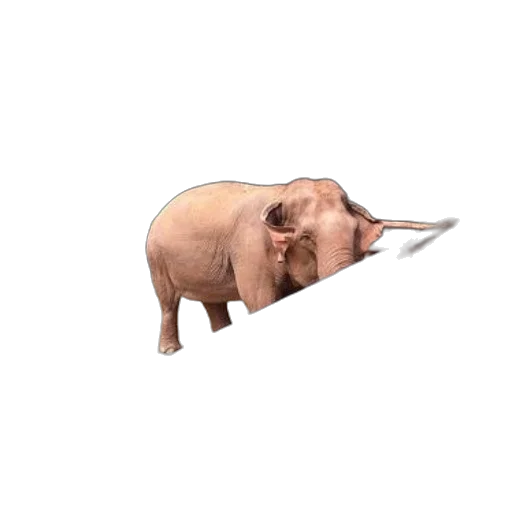 animal, weapon, creature, mask transparent PNG cut-out