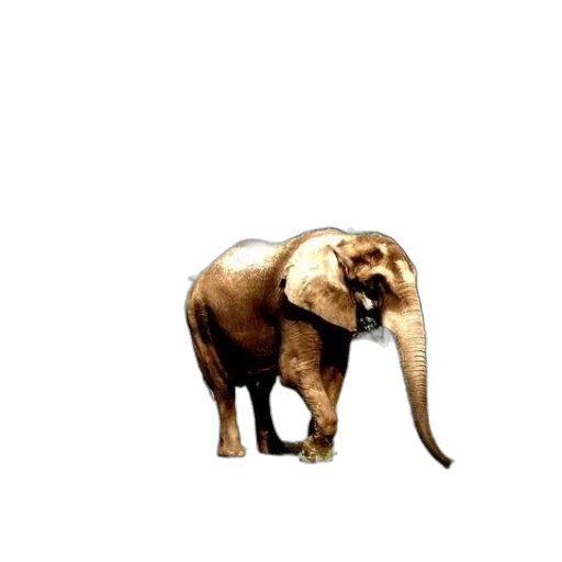 animal, creature, staff, weapon transparent PNG cut-out