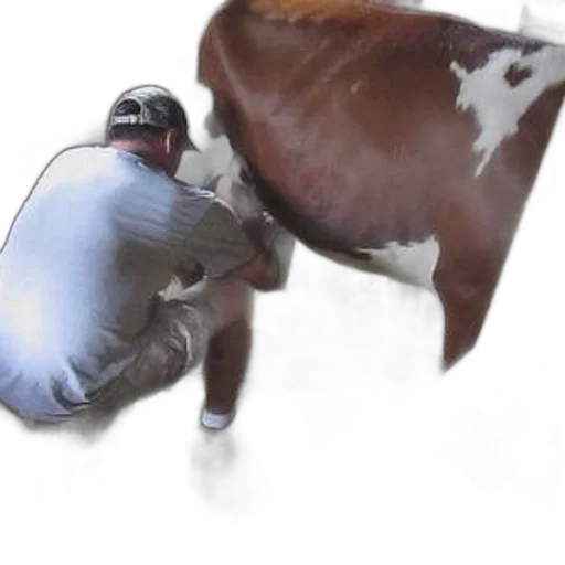 animal, creature, food, hat transparent PNG cut-out