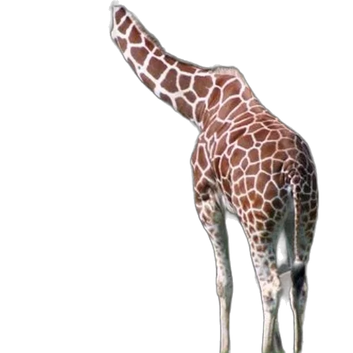animal, creature, staff, weapon transparent PNG cut-out