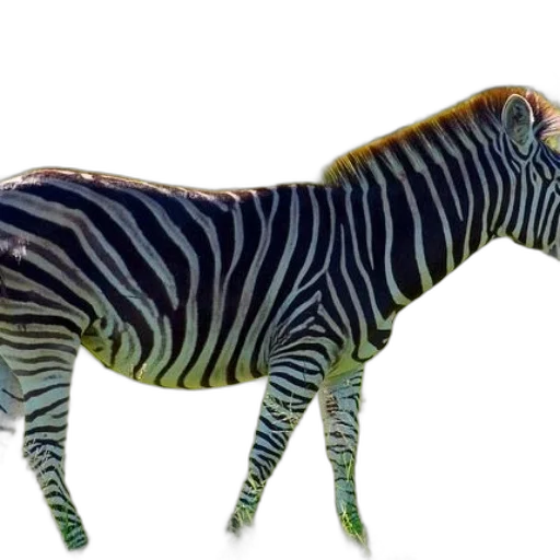 animal, creature, staff, weapon transparent PNG cut-out