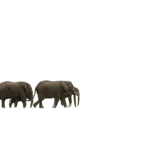 animal, creature, crown, jewelry transparent PNG cut-out