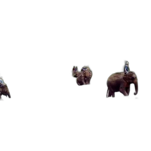 animal, creature, car, furniture transparent PNG cut-out