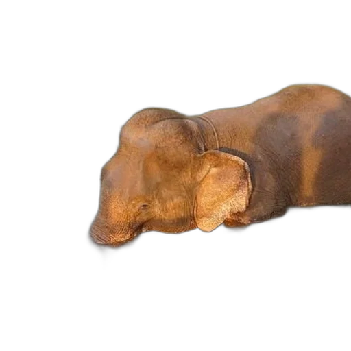 animal, creature, face, furniture transparent PNG cut-out