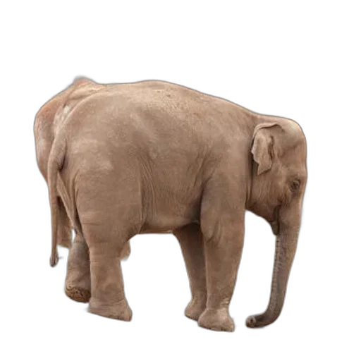 animal, creature, staff, furniture transparent PNG cut-out
