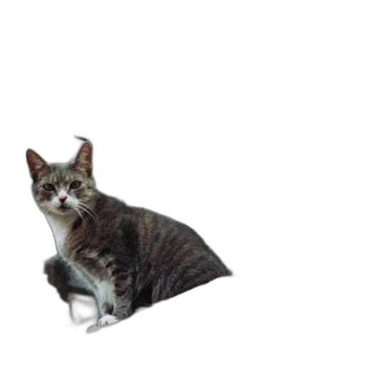 animal, creature, staff, weapon transparent PNG cut-out