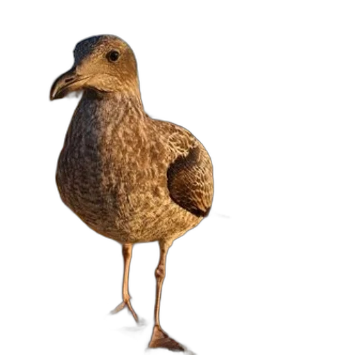 animal, creature, dress, food transparent PNG cut-out