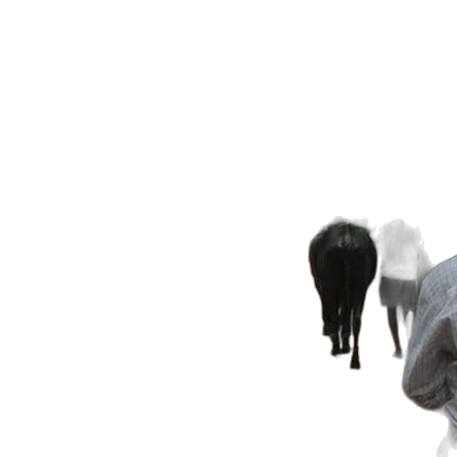 animal, hair, creature, staff transparent PNG cut-out