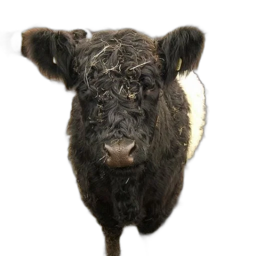 animal, face, creature, hair transparent PNG cut-out