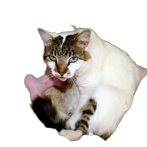 animal, staff, creature, face transparent PNG cut-out