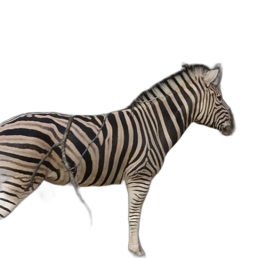 animal, creature, staff, furniture transparent PNG cut-out