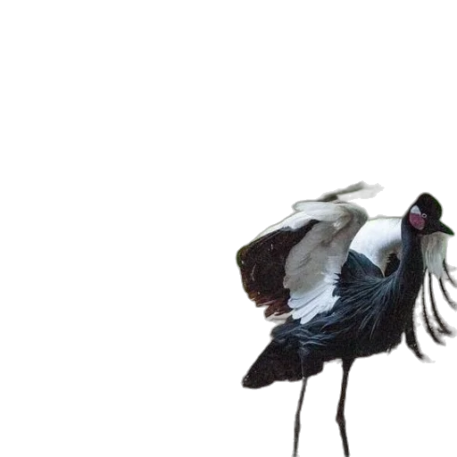 animal, creature, hair, shoes transparent PNG cut-out