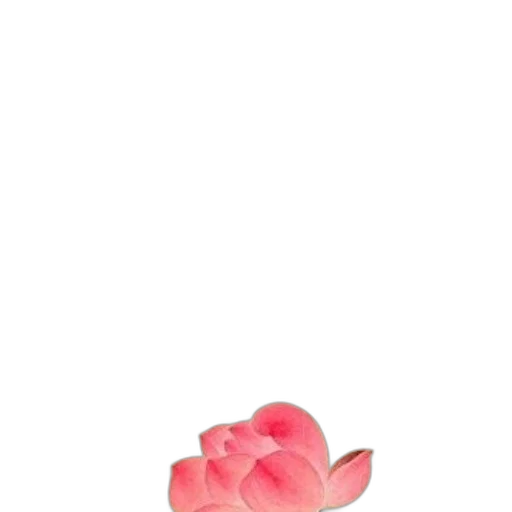 flower, crown, shoes, jewelry transparent PNG cut-out