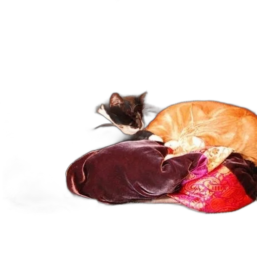 shoes, hat, animal, food transparent PNG cut-out