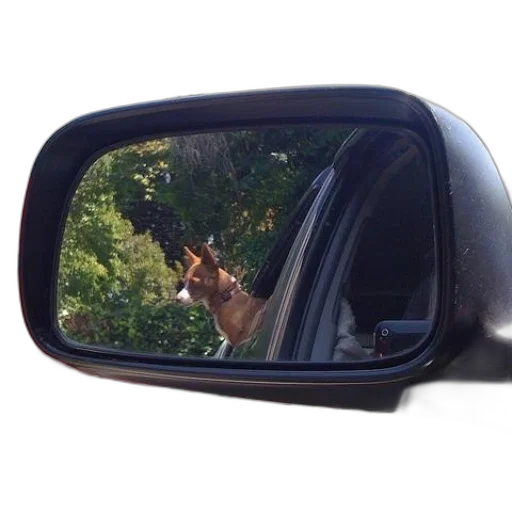 animal, car, creature, crown transparent PNG cut-out