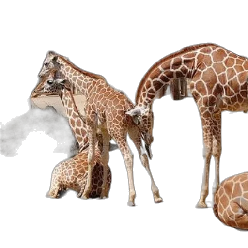 animal, dragon, creature, concept art transparent PNG cut-out