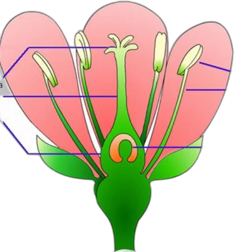 flower, crown, jewelry, umbrella transparent PNG cut-out