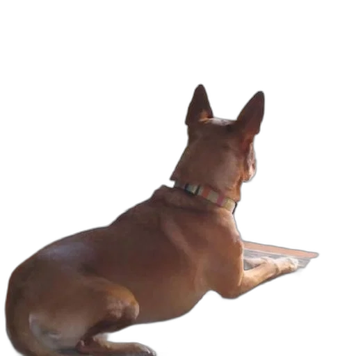staff, animal, furniture, creature transparent PNG cut-out