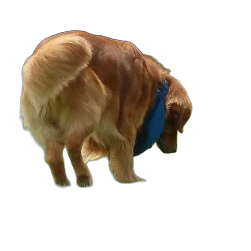 animal, creature, staff, hat transparent PNG cut-out