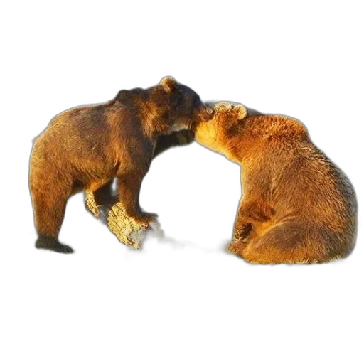 animal, jewelry, furniture, food transparent PNG cut-out