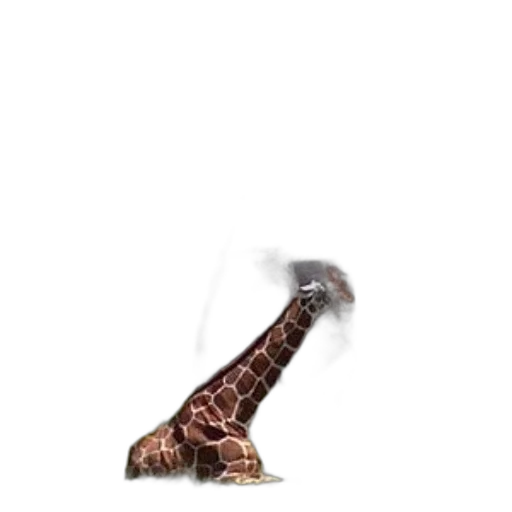 animal, shoes, creature, weapon transparent PNG cut-out