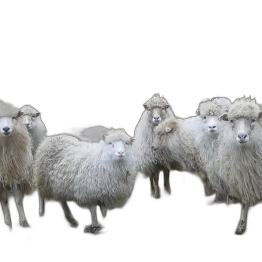 animal, 3d render, concept art, photorealistic transparent PNG cut-out