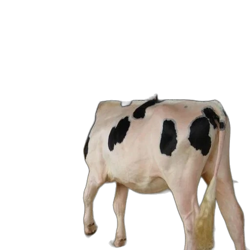 animal, creature, food, face transparent PNG cut-out